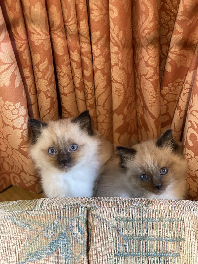 Preview of the first image of Pedigree, Registered, DNA tested Ragdoll kittens.