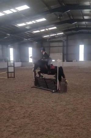 Image 17 of 12.2 section C gelding - super fun pony club all rounder