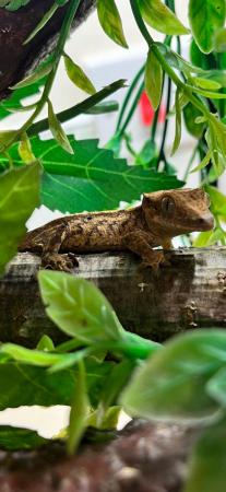 Image 1 of Beautiful crested gecko babies