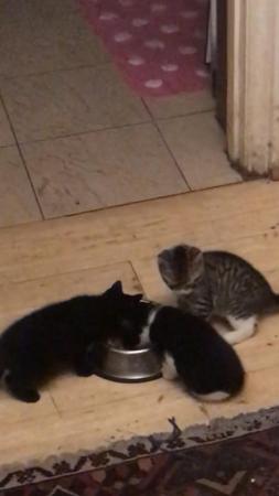 Image 5 of 9 week old kittens need loving new homes