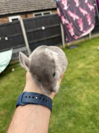 Image 5 of Sold - Violet male chinchilla ready now