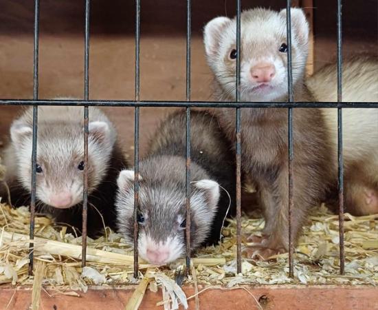Image 19 of Ready To Collect,Baby Ferrets For Sale,Hobs and Jill's Avail