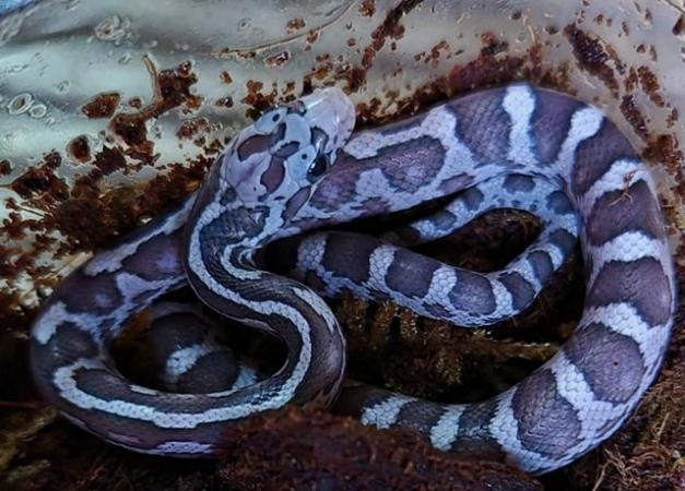 Image 2 of Beautiful black and white snakes