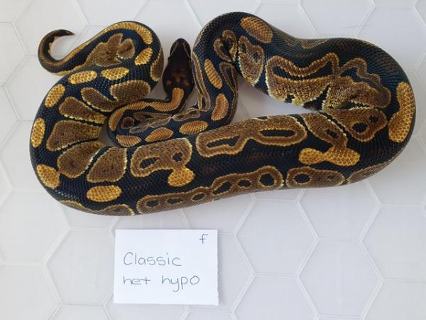 Image 1 of Juvenile royal/ball pythons available
