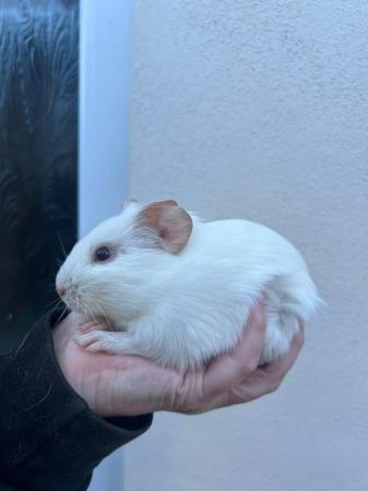 Image 8 of Lots of baby boy guinea pigs for sale,various breeds.