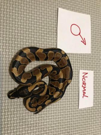 Image 3 of Cb 21 royal pythons various morphs available