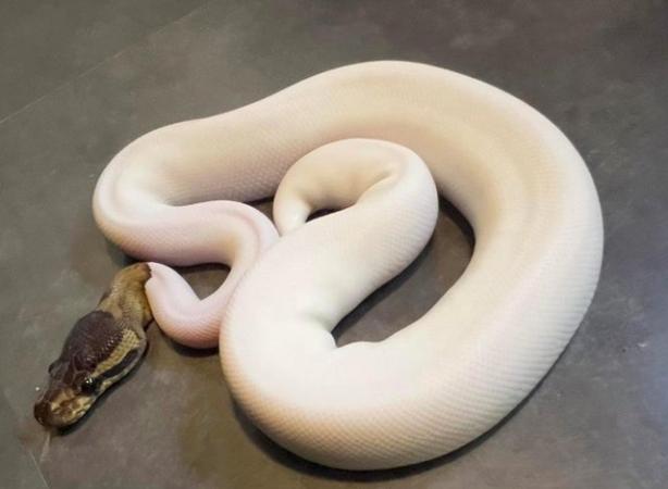 Image 5 of Black pastel piebald high white het ghost ball python royal