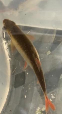 Image 5 of 9 x 4 inch Golden Rudd Pond Fish