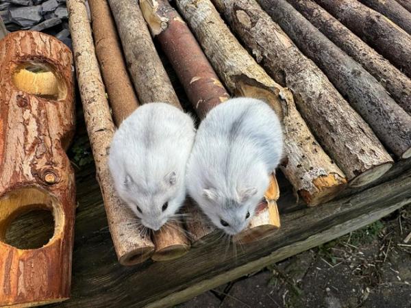 Image 7 of Beautiful baby Winter White Russian Hamsters ready now and s