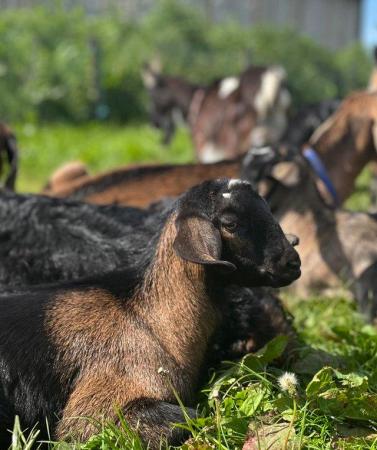 Image 2 of SOLD. More in 2025 Mini Nubians! Great smallholder goat