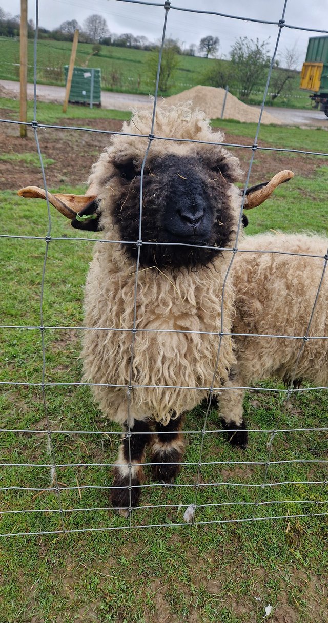 Preview of the first image of Valley Valais blacknose ewe.