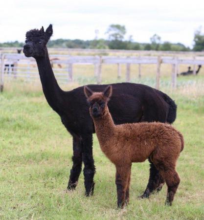 Image 9 of ALPACA  YOUNG FEMALES MAINLY FROM GREY CHAMPIONS