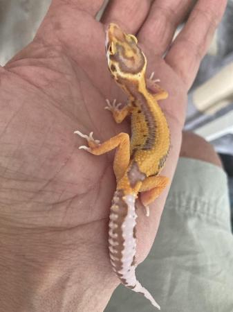 Image 1 of Leopard gecko, male/females