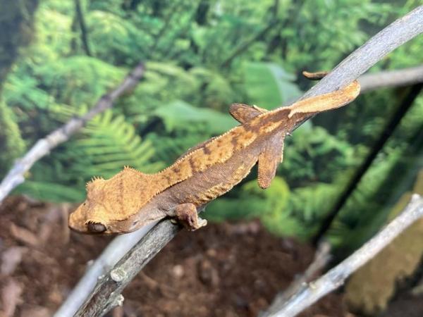 Image 3 of Unsexed juvenile red based flame crested gecko