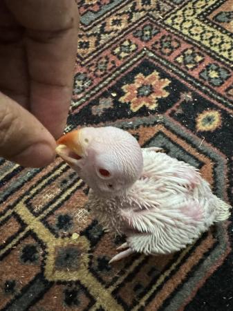 Image 8 of Albino Ringneck Babies Hand-reared