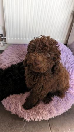Image 6 of Charming F1B Cockapoo Puppies: 2 Bundles of Joy for sale