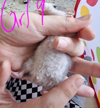 Image 28 of Friendly Female Rat Babies