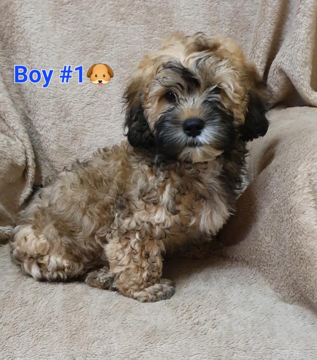 Preview of the first image of Cuddly Shihpoo Puppies - READY NOW!.