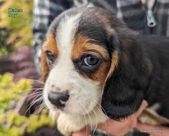 Image 29 of Quality, F1, Beaglier puppies, ready soon.