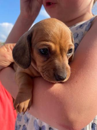 Image 6 of KC registered miniature dachshund pups
