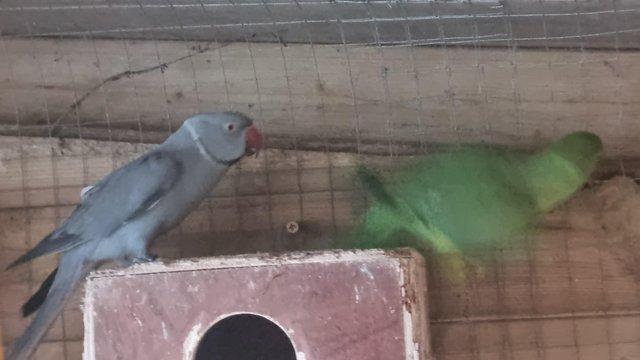 Preview of the first image of Breeding pair of Indian ringnecks.