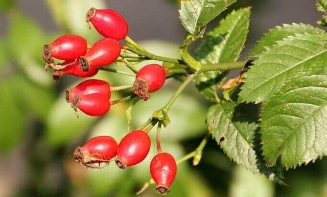 Preview of the first image of Wholesale of Rosehip from the manufacturer at optimal prices.