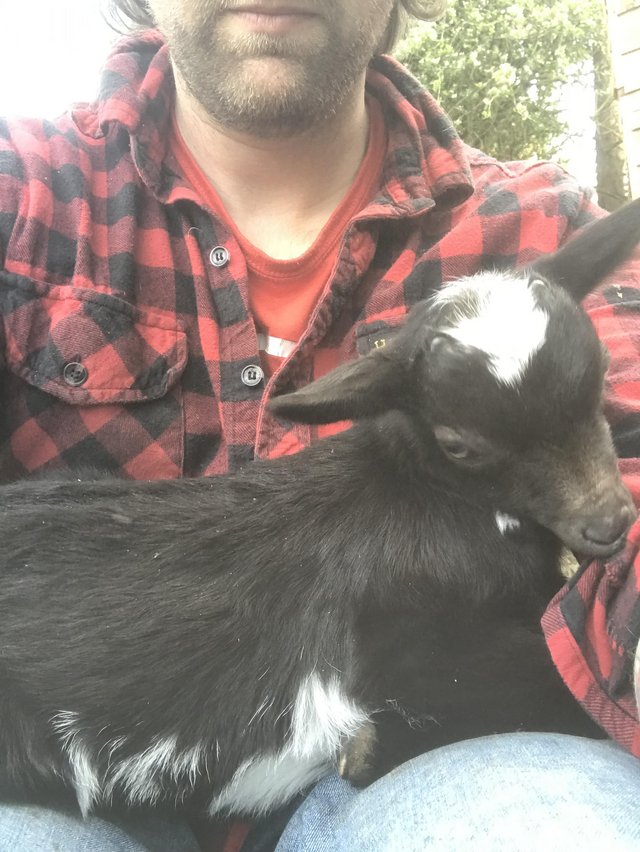 Preview of the first image of 12 week old male goat for sale.