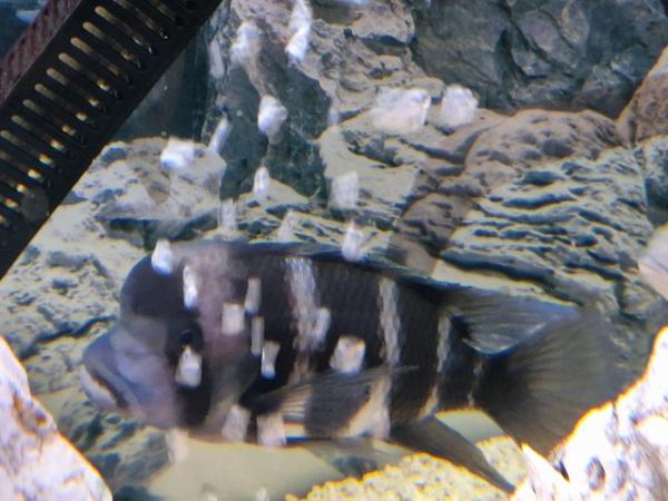 Image 1 of 6 inch frontosa for sale