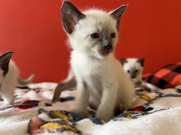 Image 7 of Adorable Siamese kittens for sale 4 Boys 2 Girls