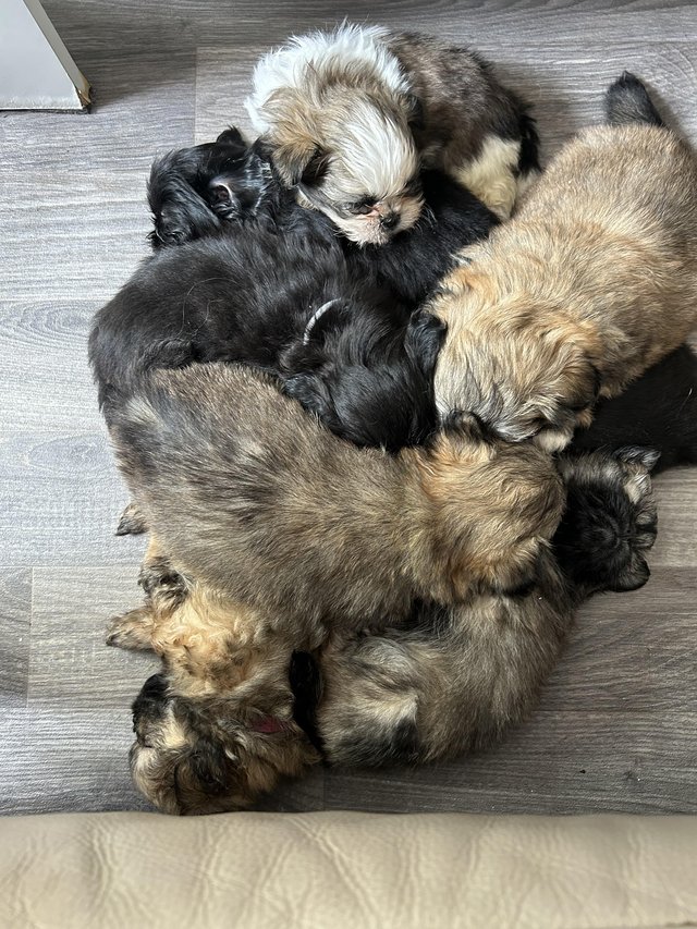 Preview of the first image of 6 x shihtzu x puppies for sale.