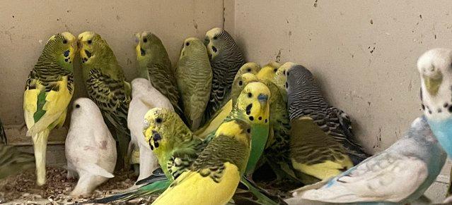Image 4 of Group of 30 budgies available