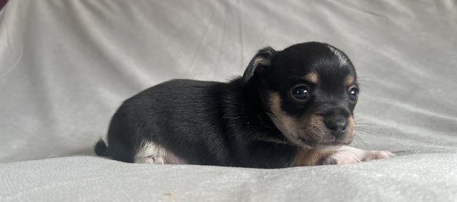 Image 3 of **REDUCED** 2 beautiful Jack-chi boy puppies ready 1/5/2024