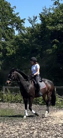 Image 2 of THOROUGHBRED EX-RACEHORSE GELDING FOR SALE