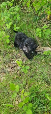 Image 11 of Shorkie silver shorkie boy only boy now available