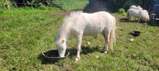 Image 2 of Registered British spotted cremello pony filly.