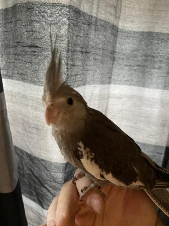 Image 4 of Baby hand reared cockatiels now available