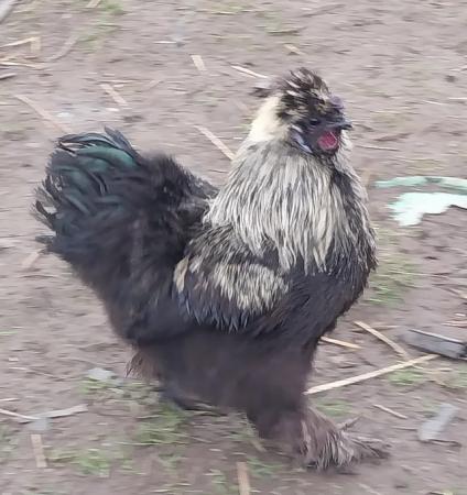 Image 8 of Excellent Quality, Gorgeous Silkie Cockerels.