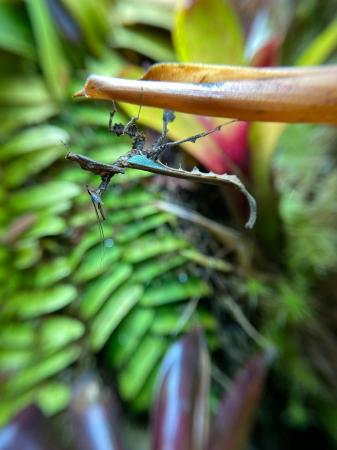 Image 2 of Dragon Mantis (Stenophylla lobivertex) Adults