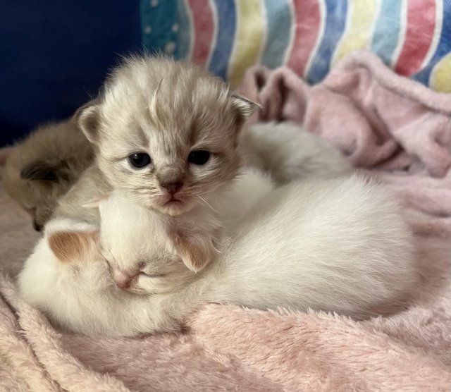 Preview of the first image of Gorgeous lovingly raised ragdoll kittens.