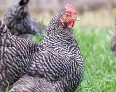 Preview of the first image of Barred Plymouth Rock chickens.