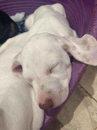 Image 13 of LEMON SPOTTED DALMATIAN BOY PUPS! READY NOW !