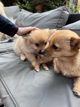 Image 7 of 10 week old pomchi puppies