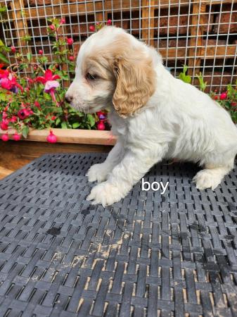 Image 5 of Stunning f1 cockapoo puppies ready now