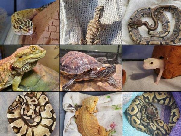 Image 2 of REPTILES WANTED ANYTHING CONSIDERED