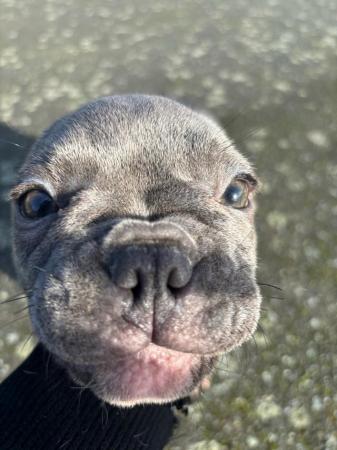 Image 6 of Lilac merle frenchbull puppies 1 girls 1 boys left for sale