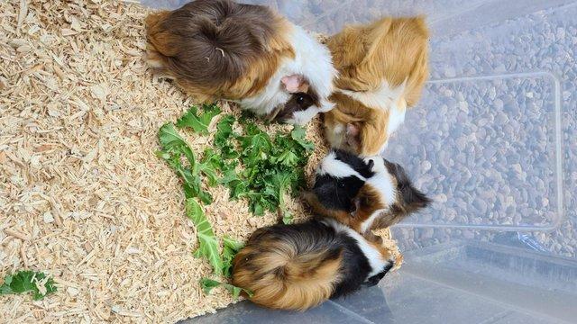 Image 6 of Adorable baby Guineapig's for sale.