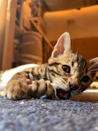 Image 7 of Purebred rosetted bengal kittens