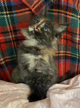 Image 6 of Maine Coon Kittens. GCCF registered