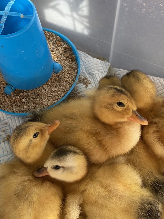 Preview of the first image of LARGE BREED SILVER APPLEYARD DUCK FERTILE HATCHING EGGS.