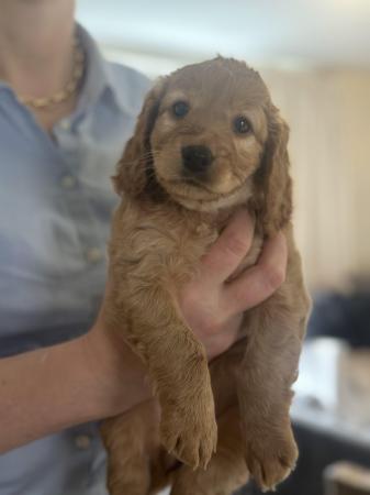 Image 5 of Apricot Cockerpoo puppies puppy dogs boys and girls London